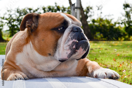 Brutal handsome English bulldog 