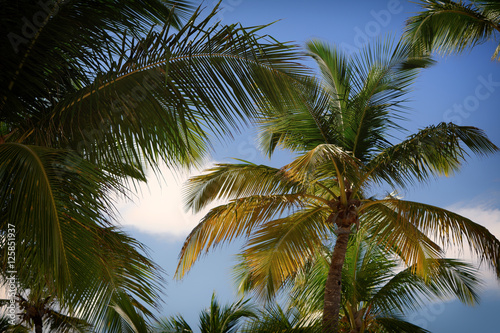 Palm trees with blue sky © chester20