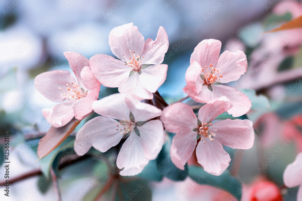 Apple-tree flowers