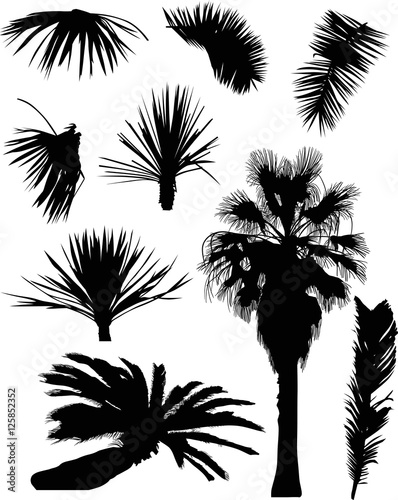 black palm trees and foliage isolated on white