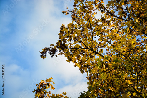 Autumn leaves on blue cloudy sky