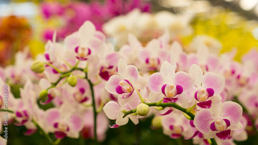 Orchid flower background Orchid flower background