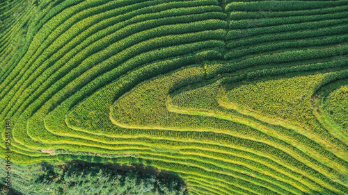 Top view or aerial shot of fresh green and yellow rice fields.Longsheng or Longji Rice Terrace in Ping An Village, Longsheng County, China.