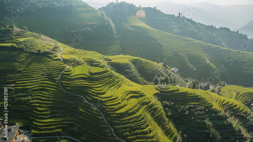 Top view or aerial shot of fresh green and yellow rice fields.Longsheng or Longji Rice Terrace in Ping An Village, Longsheng County, China.