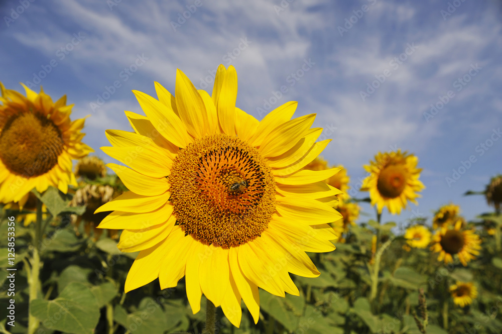 Biene auf einer reifen Sonnenblume