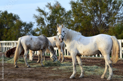 cavallo da corsa bianco purosangue marrone © salvatore