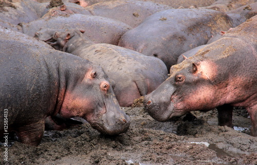 Hippo love