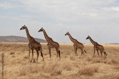 Giraffes © Eisen