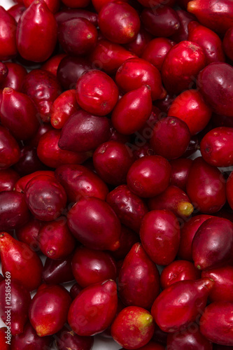 Many red dogwood berries 