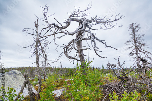 Dead tree on Mountain of the Vottovaara in Karelia, Russia