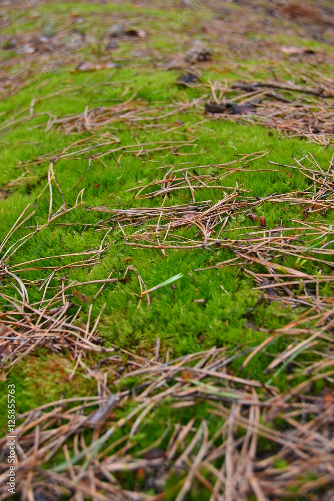 Green grass growing on the forest