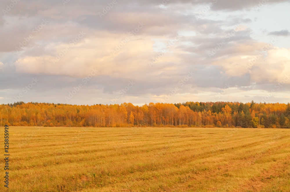 Fototapeta premium Green field with colorful trees on the horizon