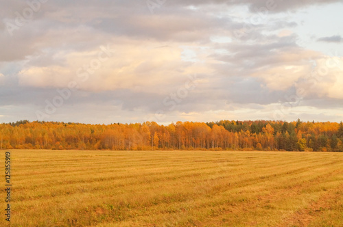 Green field with colorful trees on the horizon