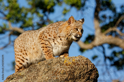 Bobcat standing on a rock © donyanedomam