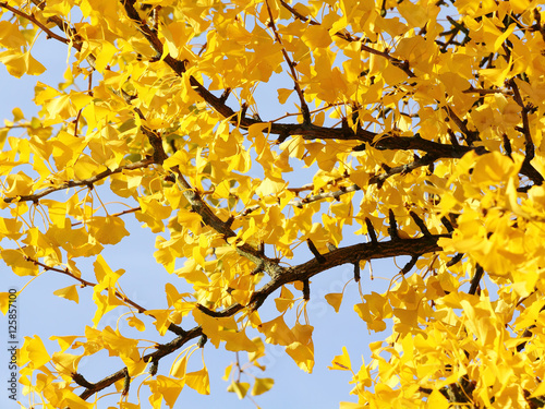 Ginkgobaum im Herbst