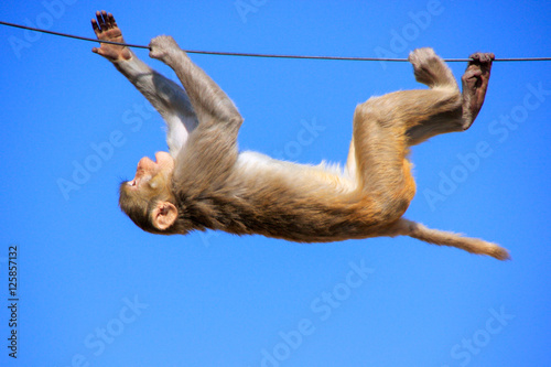 Rhesus macaque playing on a wire near Galta Temple in Jaipur, Ra