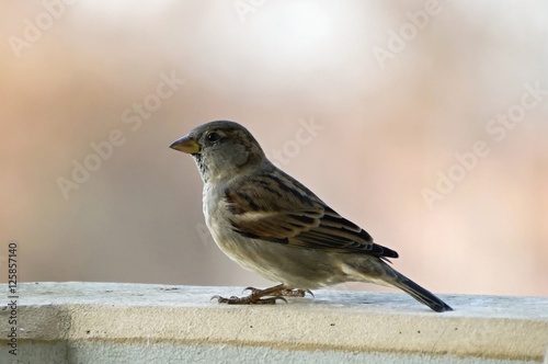 House sparrow sitting on the wall