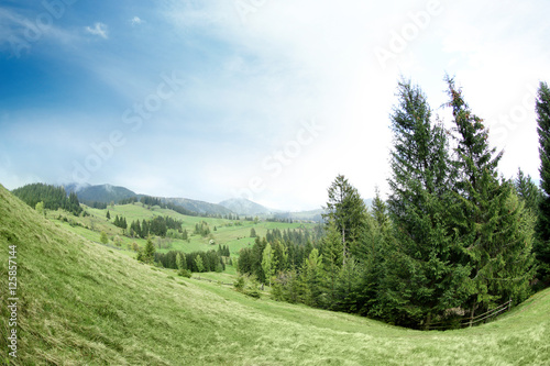 Forest green hills in mountains