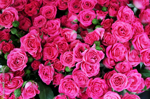 Fresh roses  close up