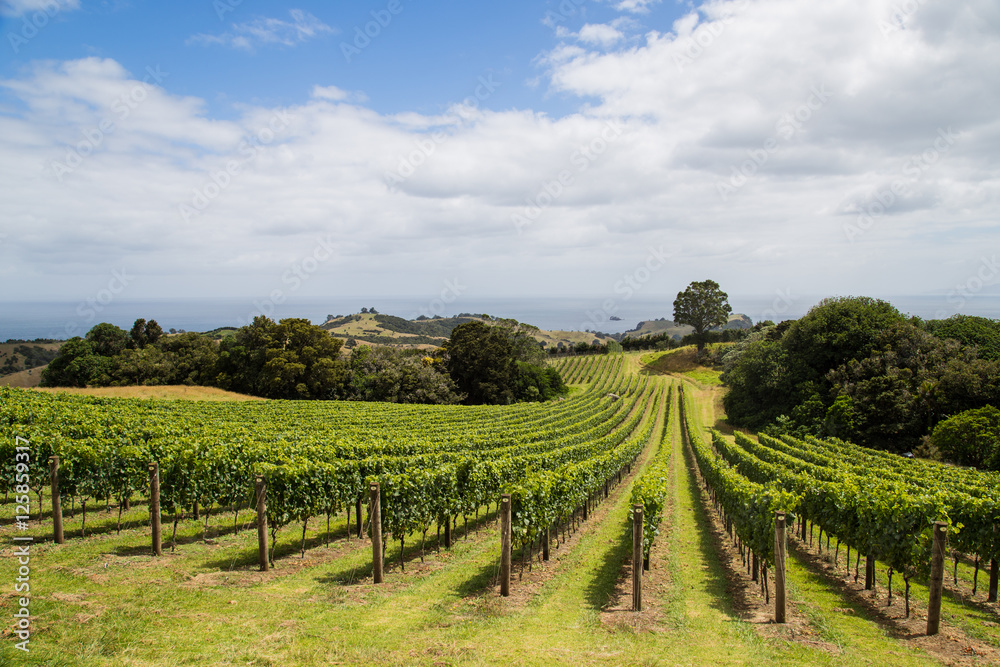 Obraz premium Vineyard on the hillside, Waiheke island, Auckland, New Zealand