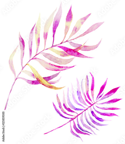 Watercolor rose leaves branch set. Hand painted botanical elements. Illustration isolated on white background. For design, textile and background.