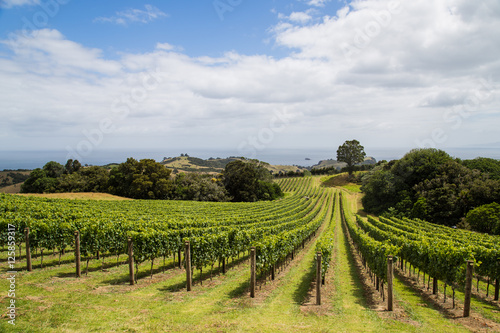 Vineyard on the hillside, Waiheke island, Auckland, New Zealand