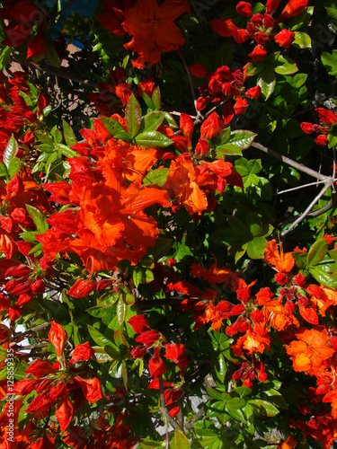 Bright red azalea photo