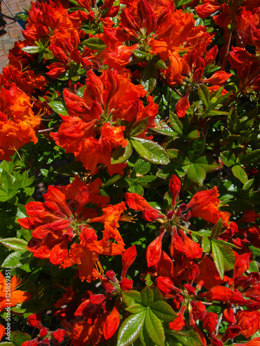 Bright red azalea photo