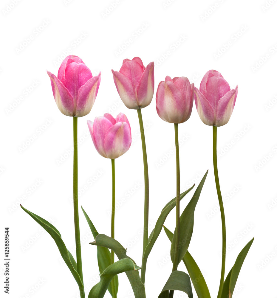 Group of late tulips on a bed on a white background Group of late tulips on a bed on a white background