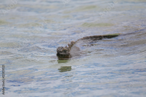 Marine Iguana swimming near Chinese Hat island, Galapagos Nation © donyanedomam