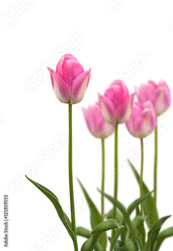 Group of  late tulips on a bed on a white background © Olesia Sarycheva