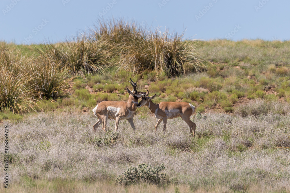 Pronghorn Antelope Bucks Interacting Pronghorn Antelope Bucks Interacting