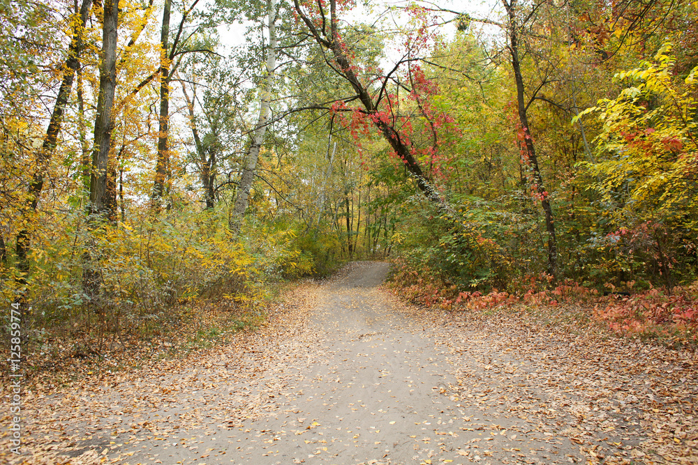 Obraz premium Pathway through autumn park