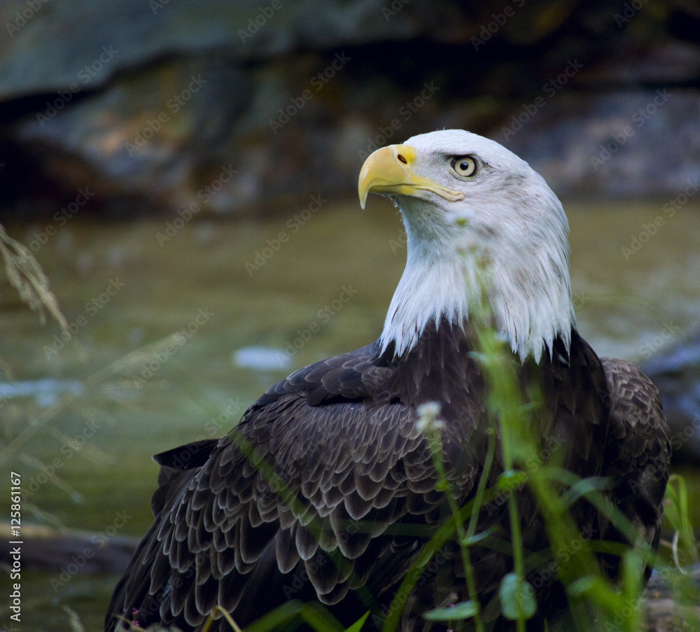 Obraz premium Eagle