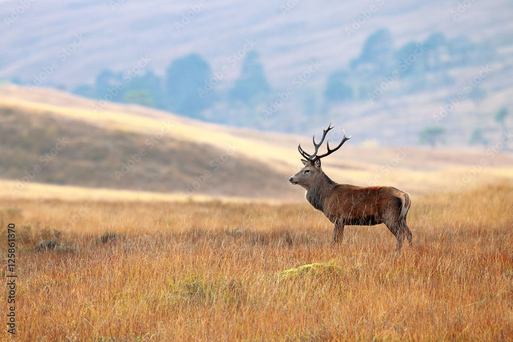 Obraz premium Red Deer Stag