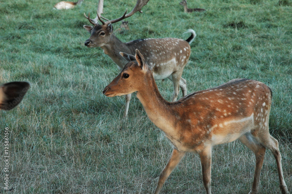 Ricke und Bock auf der Wiese