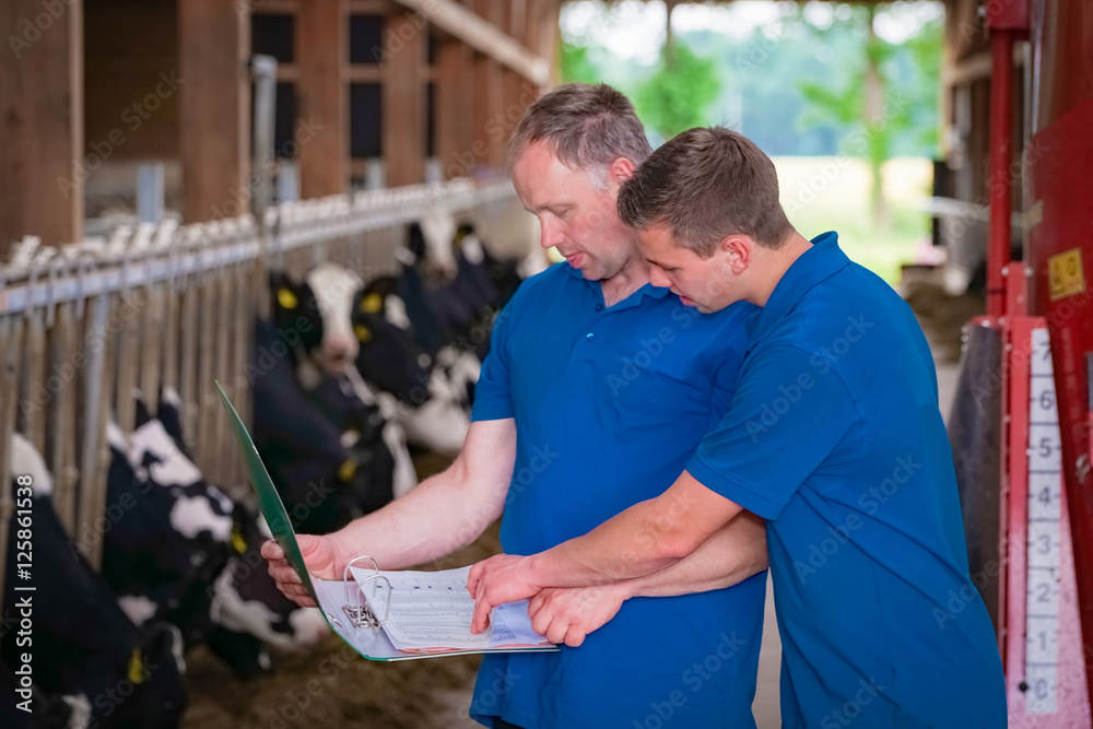 Beratung im Rindviehstall, Landwirt mit Lehrling im Kuhstall Stock