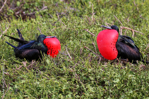 Male Great Frigatebirds on Genovesa Island, Galapagos National P photo