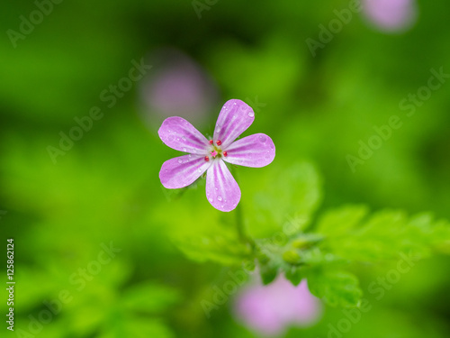 Macro photo of the violet flower.