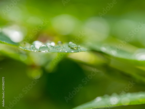 drops on the leaf, macro photo