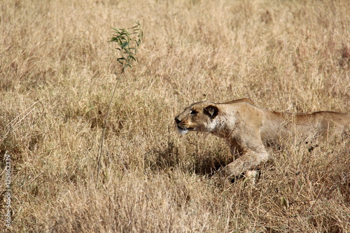 Lion's hunt