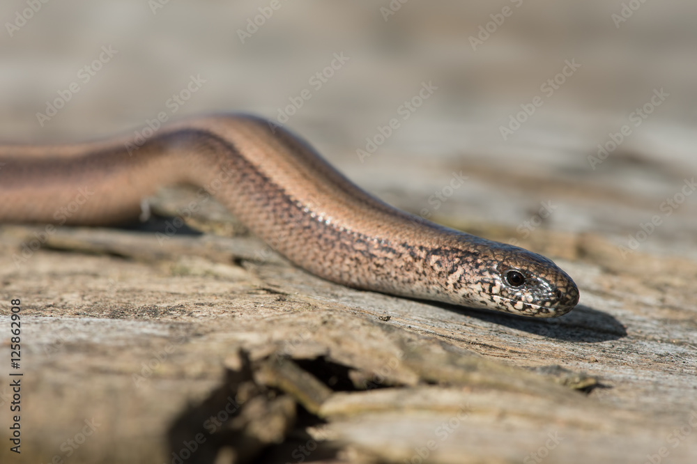 Slow Worm (Anguis Fragilis)/Close up of Slow Worm Slow Worm (Anguis Fragilis)/Close up of Slow Worm