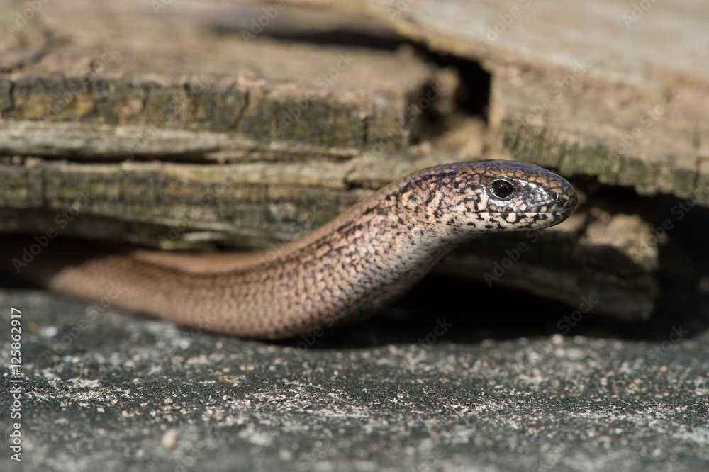 Slow Worm (Anguis Fragilis)/Close up of Slow Worm Slow Worm (Anguis Fragilis)/Close up of Slow Worm