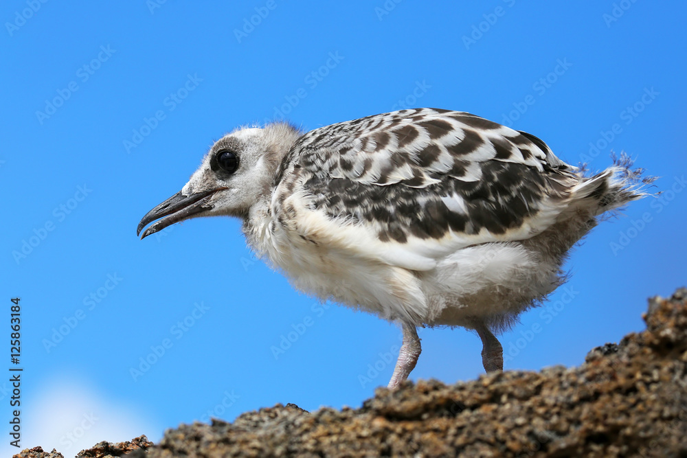 Baby Swallow-tailed Gull on Genovesa island in Galapagos Nationa Baby Swallow-tailed Gull on Genovesa island in Galapagos Nationa
