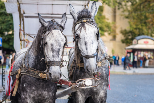 two light gray horse in harness on the street
