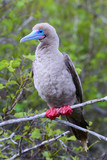 Red-footed booby on Genovesa island, Galapagos National Park, Ec