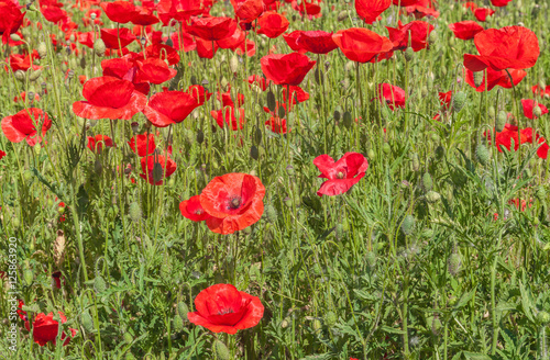 Field with poppy