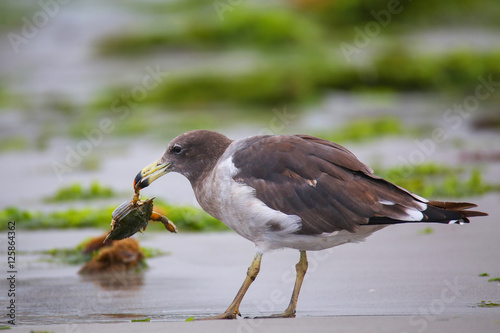 Belcher's Gull eating crab on the beach of Paracas Bay, Peru photo