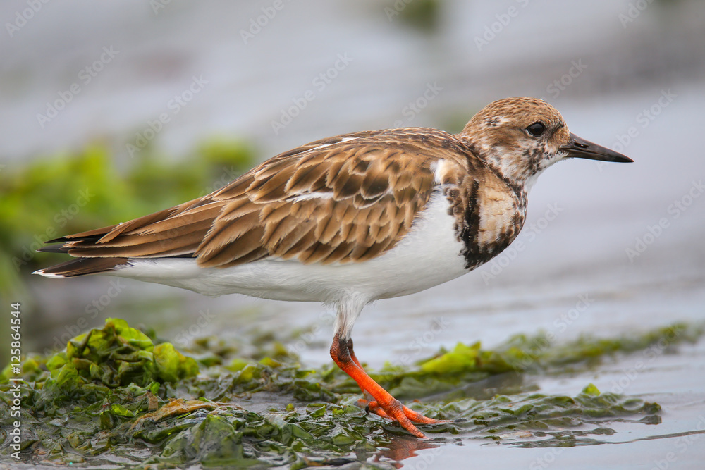 Ruddy Turnstone on the beach of Paracas Bay, Peru Ruddy Turnstone on the beach of Paracas Bay, Peru