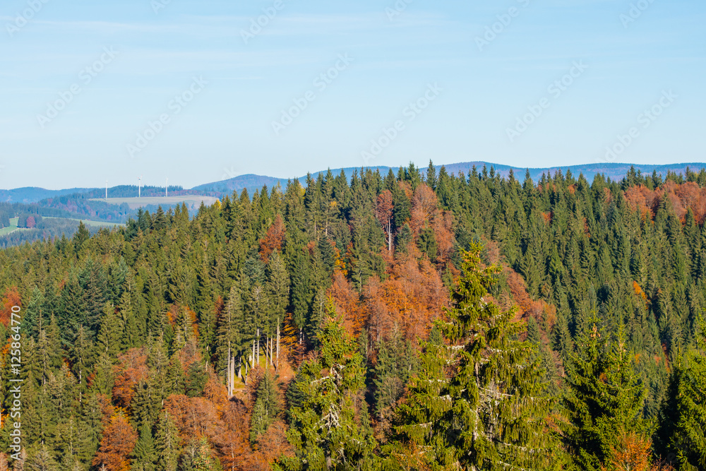 Tannenwald von oben